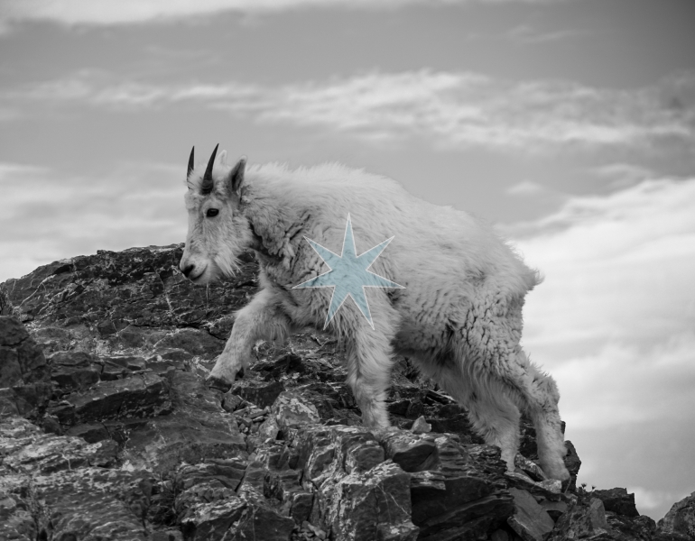 Climbing Goat