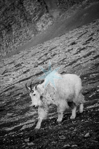 Mountain Goat