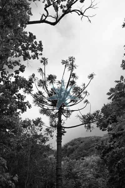 Storm Tree, Hawaii