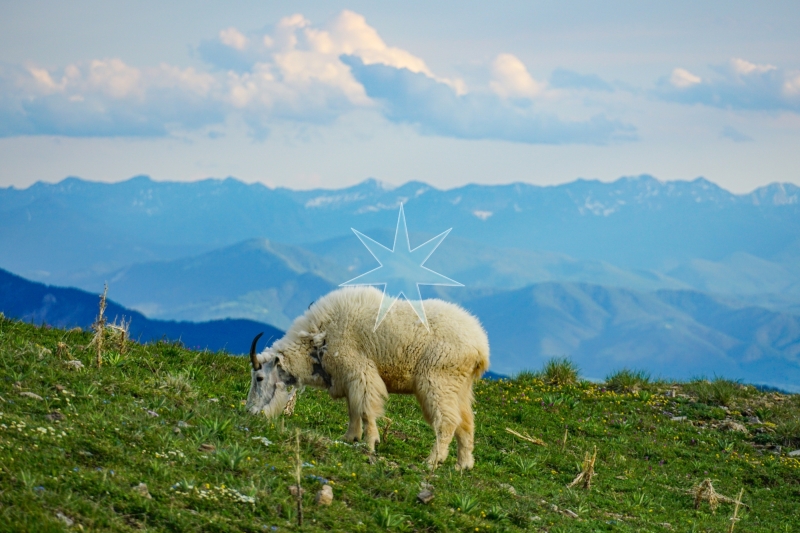 Mountain Goat